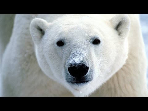 Dans la peau d'un ours blanc | Vie sauvage