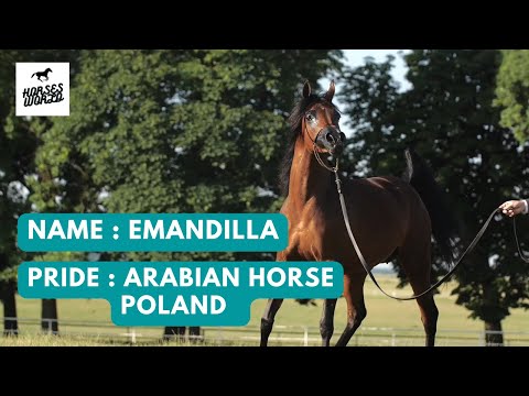 Arabian Horse EMANDILLA - Shahmaan x Espadrilla