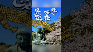 #龍神 #桜 #さくら Cherry Blossoms, Great Buddha, and Golden Dragon桜と大仏と金龍