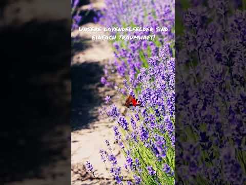 Blühende Lavendefelder 💜