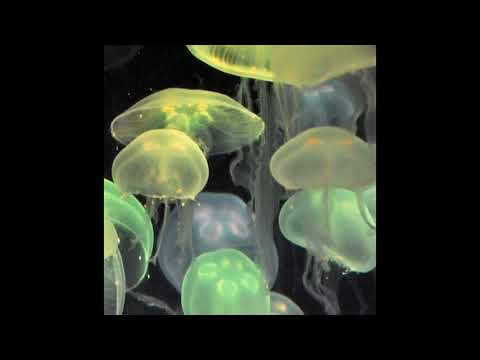 [Free] Lil Keed x Roddy Ricch Type Beat "Green Light" (Prod. Palaze x Ymar)