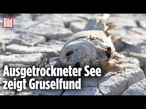 USA: Dürre legt alte Mafia-Leichen frei