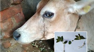 Cloudy eye on cow and treatment by magical weed plant//cow diseases//cattle eye conjunctivitis disea
