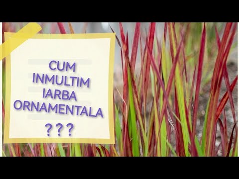 IARBA ORNAMENTALA - inmultire prin divizarea tufei