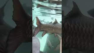 Download lagu Ikan Dewa ‼️ #wisata #cibulan #kuningan #fyp #infowisata #viralvideo #shorts #ikandewa #nature mp3
