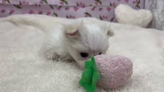 マルチーズの動画01