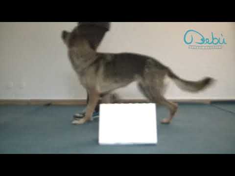 Rally Obedience FISC - Cartello n.12 270° a sinistra