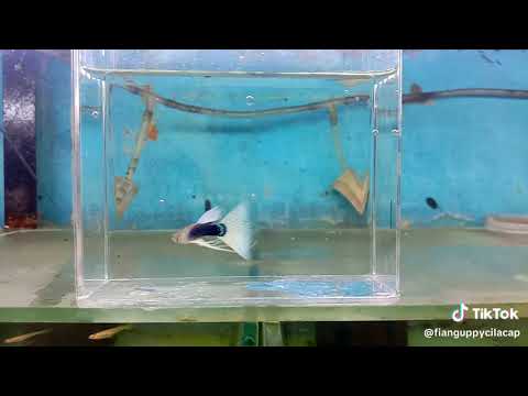 hbw  ribbon guppy😎