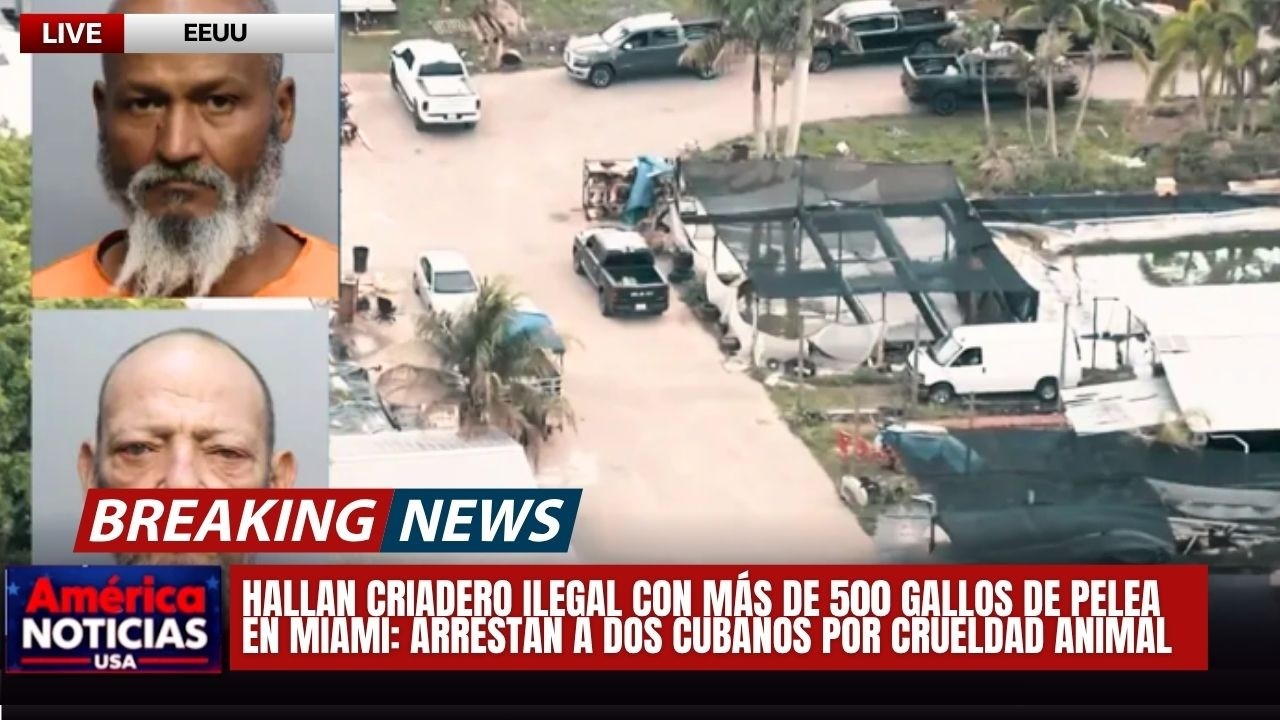 HALLAN CRIADERO ILEGAL CON MÁS DE 500 GALLOS DE PELEA EN MIAMI: arrestan a 2 cubanos