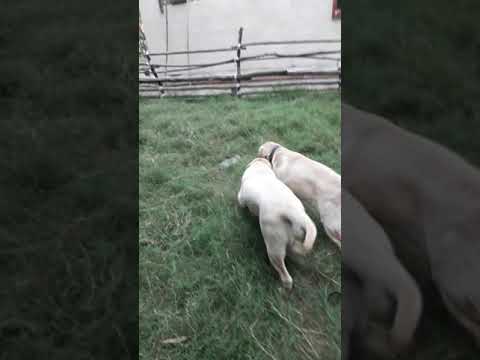 Labrador   pair learn as  you train them: care for their wellbeing