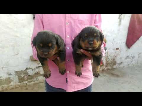 DISHITA'S KENNEL PRESENT ROTWILLER MALE PUPPY AVAILABLE FOR SALE  9910876345