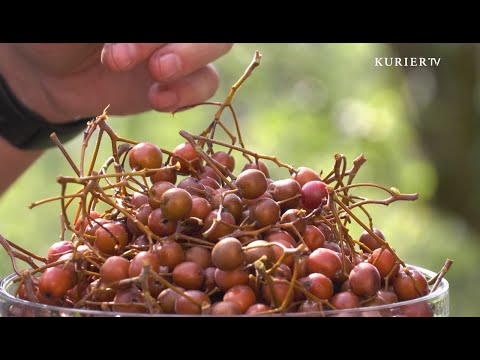 Elsbeeren: Unbekannt aber, unglaublich gut