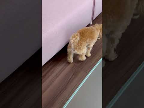 経営学科 ソファの下にぬいぐるみを入れてしまったトイプードル9ヶ月 #toypoodle #トイプードル