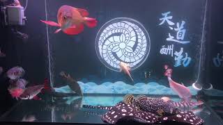 [問卦] 龍魚專賣店的八卦?