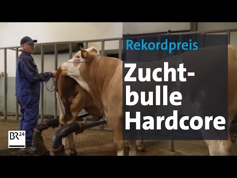 , title : 'Hardcore, der Superbulle aus dem Bayerischen Wald | Abendschau | BR24'