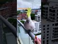 The Birds Are Totally Wild And Only Comes To Visit ️ Keep Up With Altitudebirdiecafe
