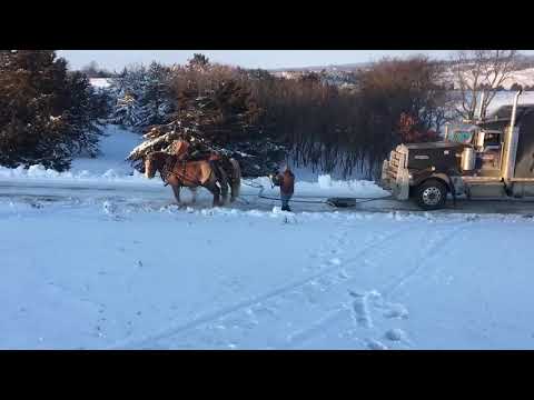 Team of horses pulling a semi truck and trailer. Horsepower! Look at Molly and Prince go!