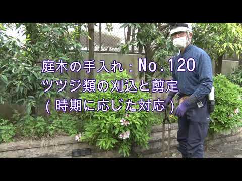 ツツジの正しい剪定方法 トピックス