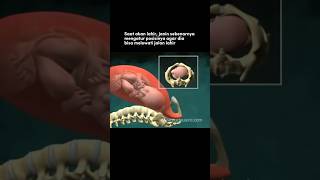 Download lagu Proses janin lahir mp3 Download lagu Proses janin lahir mp3