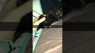 American Bobtail Cats Videos