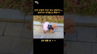 강아지가 산책하다가 3번이나 멈춰선 이유ㅋㅋ