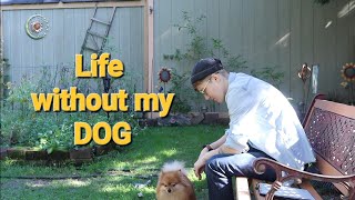 Life Without My Dog