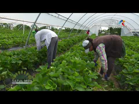 Satul meu - Mârșani, Rojiște