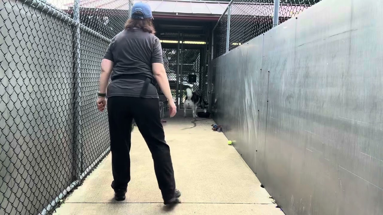 A319028 video preview