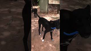 Download lagu Two black dogs are looking after their house IQIELTS @doeuravuth,they inform their owner to know! mp3