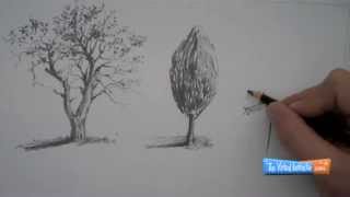 How to Draw Trees