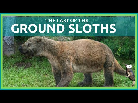 Extinct Sloths