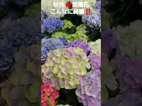 樫の葉アジサイ 植物