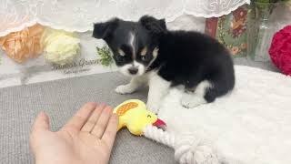 チワワ(ロング)の動画02