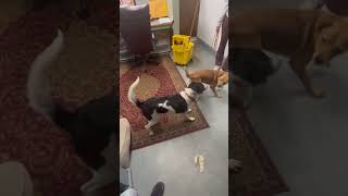 Video preview image #1 Border Collie-Colonial Cocker Spaniel Mix Puppy For Sale in NEWPORT NH, NH, USA