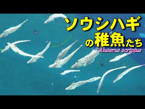 流れ藻の周囲を漂うソウシハギ稚魚