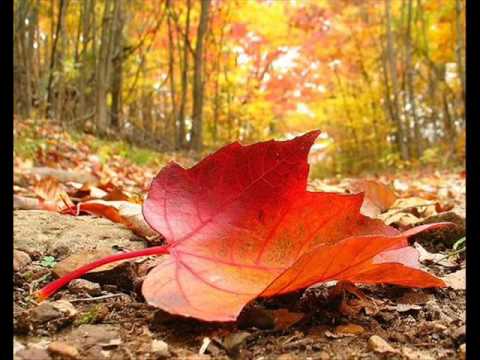 Nelu Gabor - Peste mine cade-o frunză