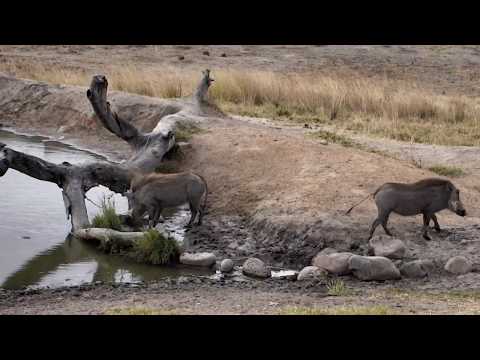 Djuma: Warthog family - 14:46 - 07/05/18