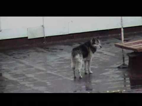 Todos los perritos se van al techo