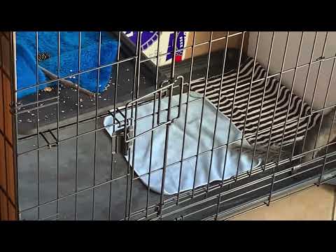 New squirrel cage - 8 weeks old