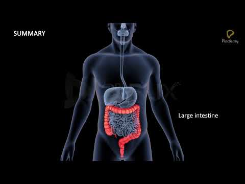 Practically's Concepts - Human Digestive System - Large Intestine- #LearnPractically