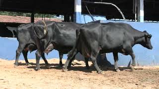 Vídeo 54 - 1ª ETAPA MEGA LIQUIDAÇÃO TOTAL AGROPECUÁRIA MARAJOARA - DIA 4 | GADO GIROLANDO E HOLANDÊS