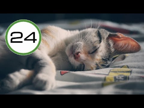 RONRONEO de GATO 🐱💤 para Dormir y Relajarse. Relajante Sonido de Gato Dormido Ronroneando 🎧 ASMR
