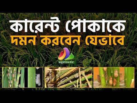 কারেন্ট পোকাকে দমন করবেন যেভাবে