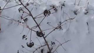 The Wassail Song (Traditional)