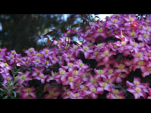 Clematis montana 'Freda'