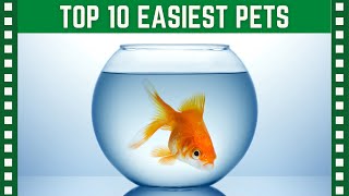 Top 10 Easiest Pets to Care For| Top 10 Clipz