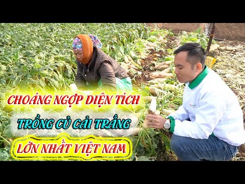 , title : 'Mô hình trồng củ cải trắng - Nhân sâm mùa đông của người Việt'