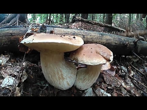 Великі Білі гриби в Карпатах Большие белые Грибы в Карпатах Large white mushrooms in the Carpathian