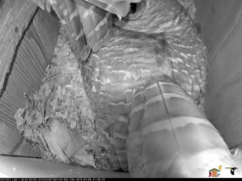 Male and Female Barred Owls Vocalize at Box In Late-Night Hooting Session – March 6, 2019