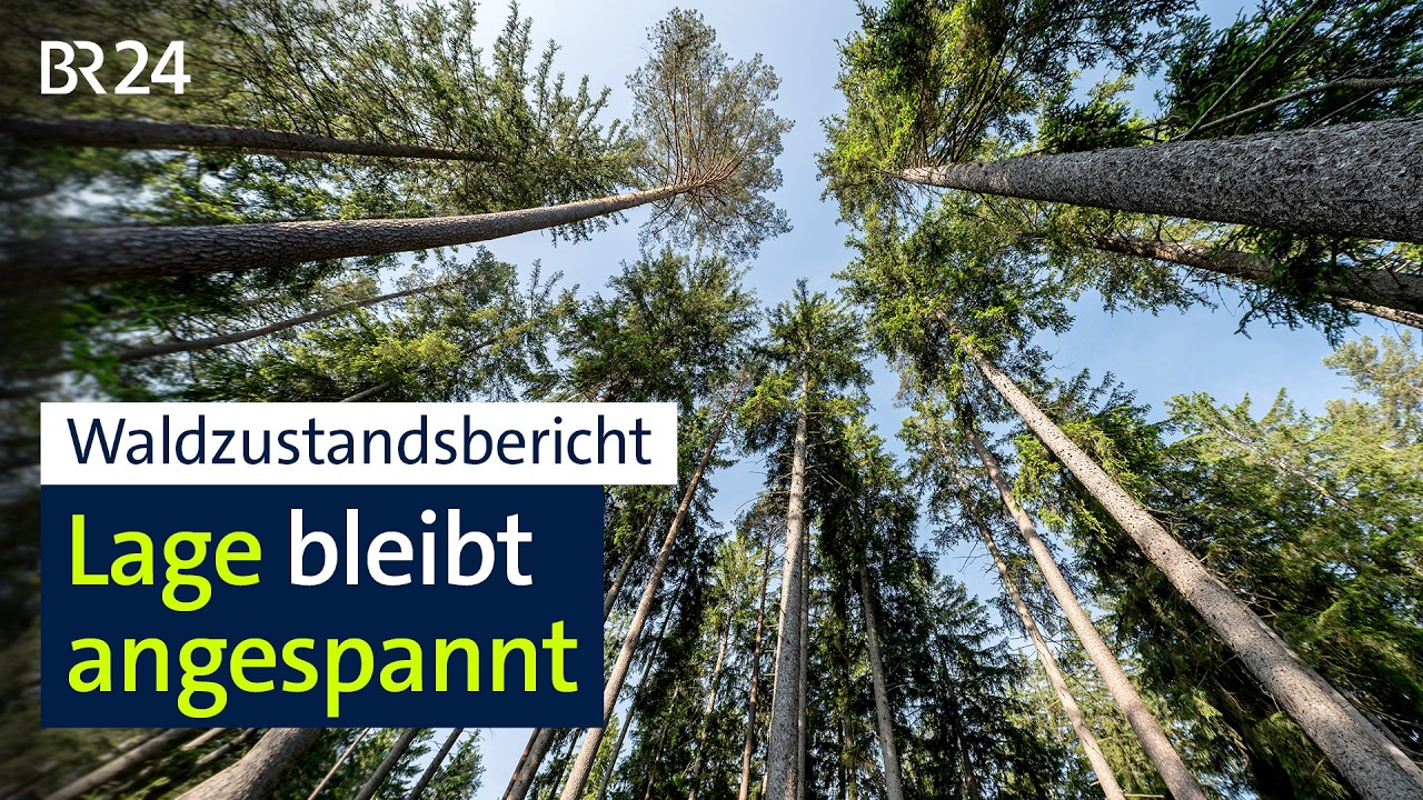 Aktueller Waldzustandsbericht vorgestellt | BR24